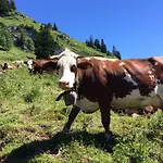 Bed & Breakfast Les Balcons Du Leman Thollon-les-Memises