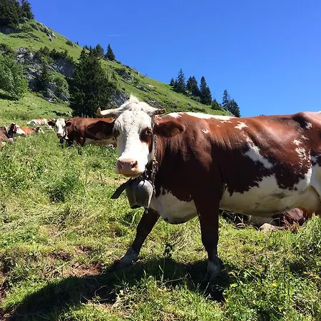 Oda ve Kahvaltı Les Balcons Du Leman Thollon-les-Memises